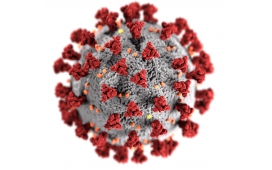 Об утверждении перечня медицинских противопоказаний к  проведению профилактических прививок против новой коронавирусной инфекции COVID-19